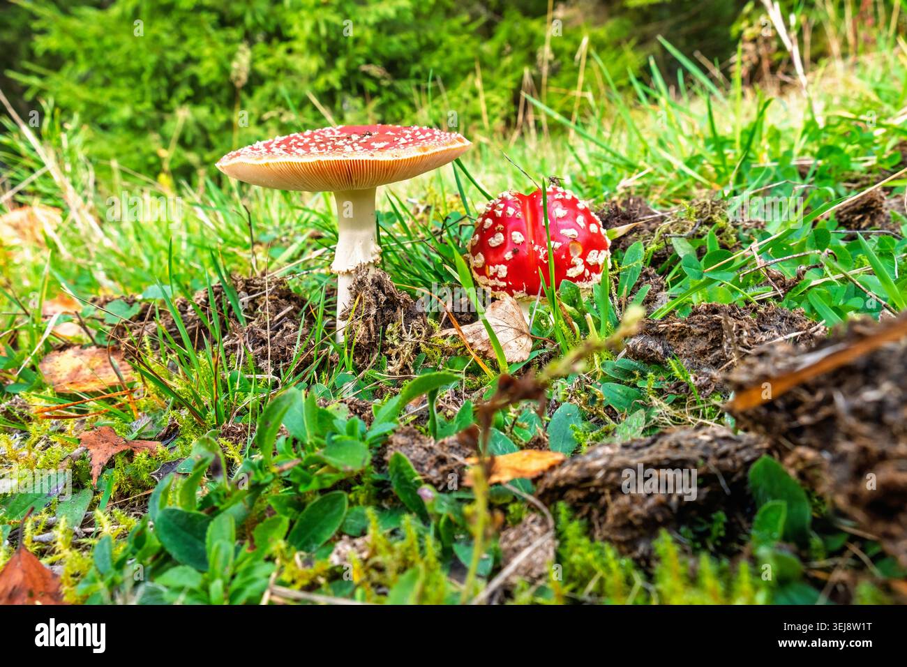 Fliegen Sie Agarpilze auf dem Waldboden Stockfoto