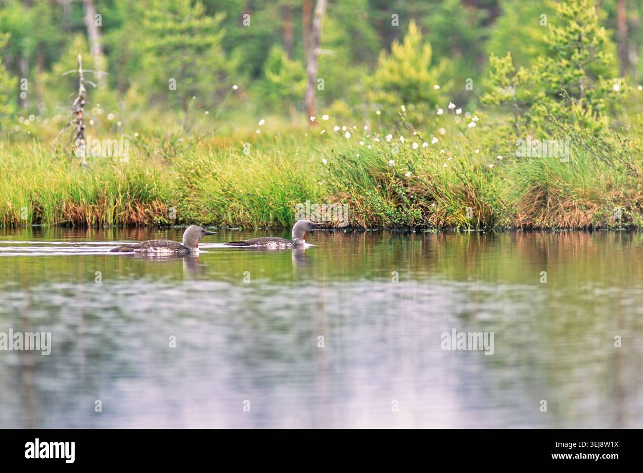 Ein Paar rothalige Lutchen, die am Ufer eines Moors schwimmen Stockfoto