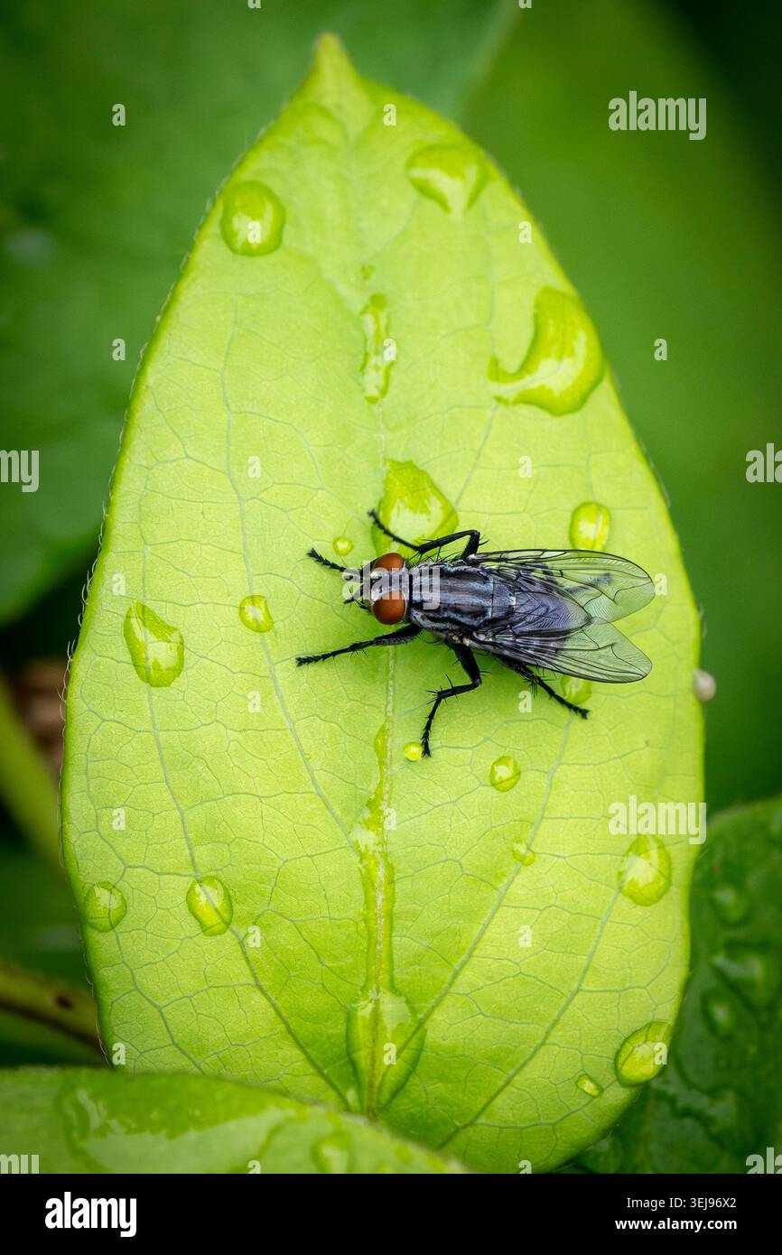 Eine Fleischfliege mit leuchtend roten Augen liegt auf einem von Regen gesprenkelten Blatt, während Wassertropfen und zarte Blattadern eine frische, detailreiche natürliche Szene erzeugen. Stockfoto