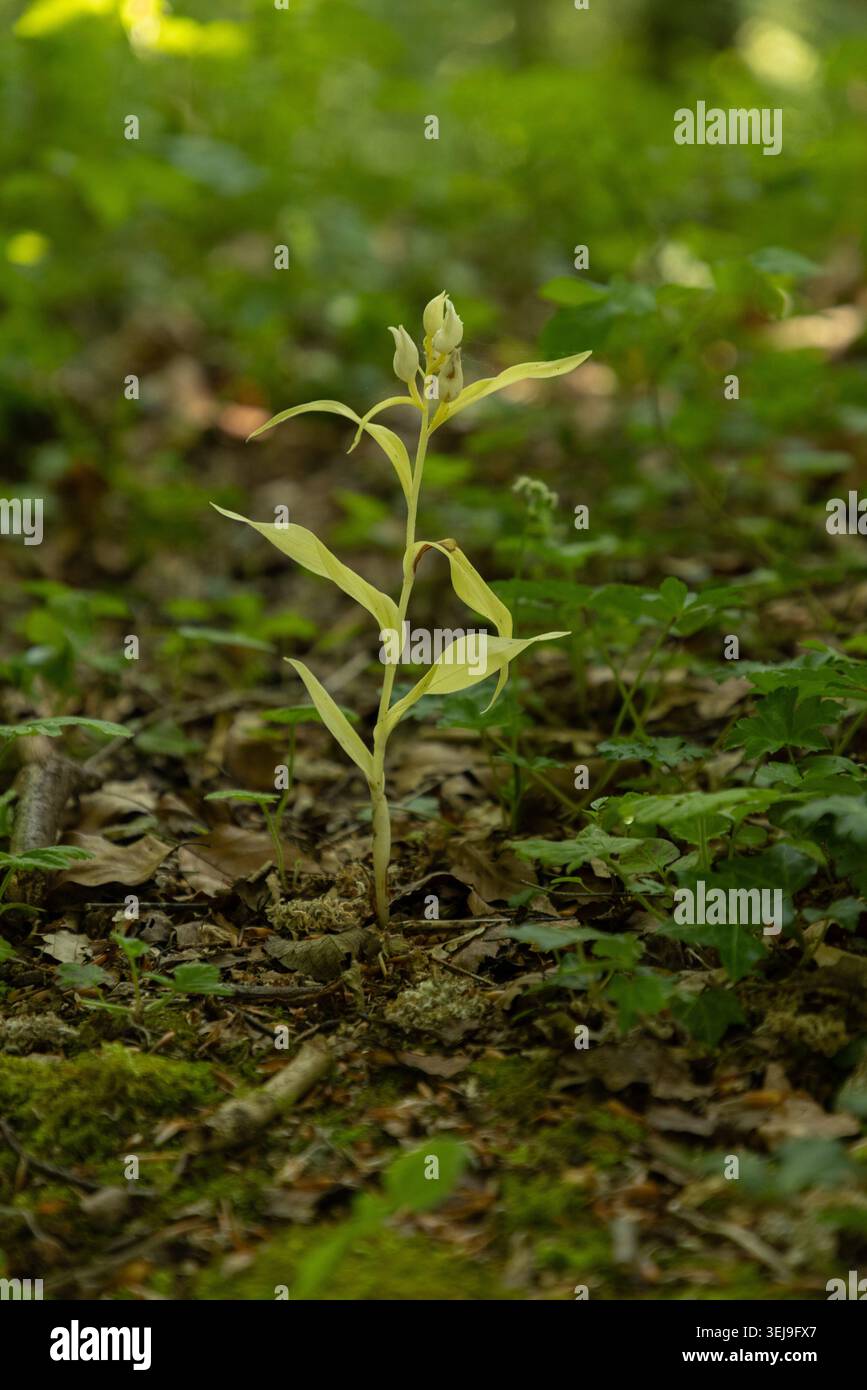 White Helleborine var. Chloritica - Cephalanthera damasonium Stockfoto