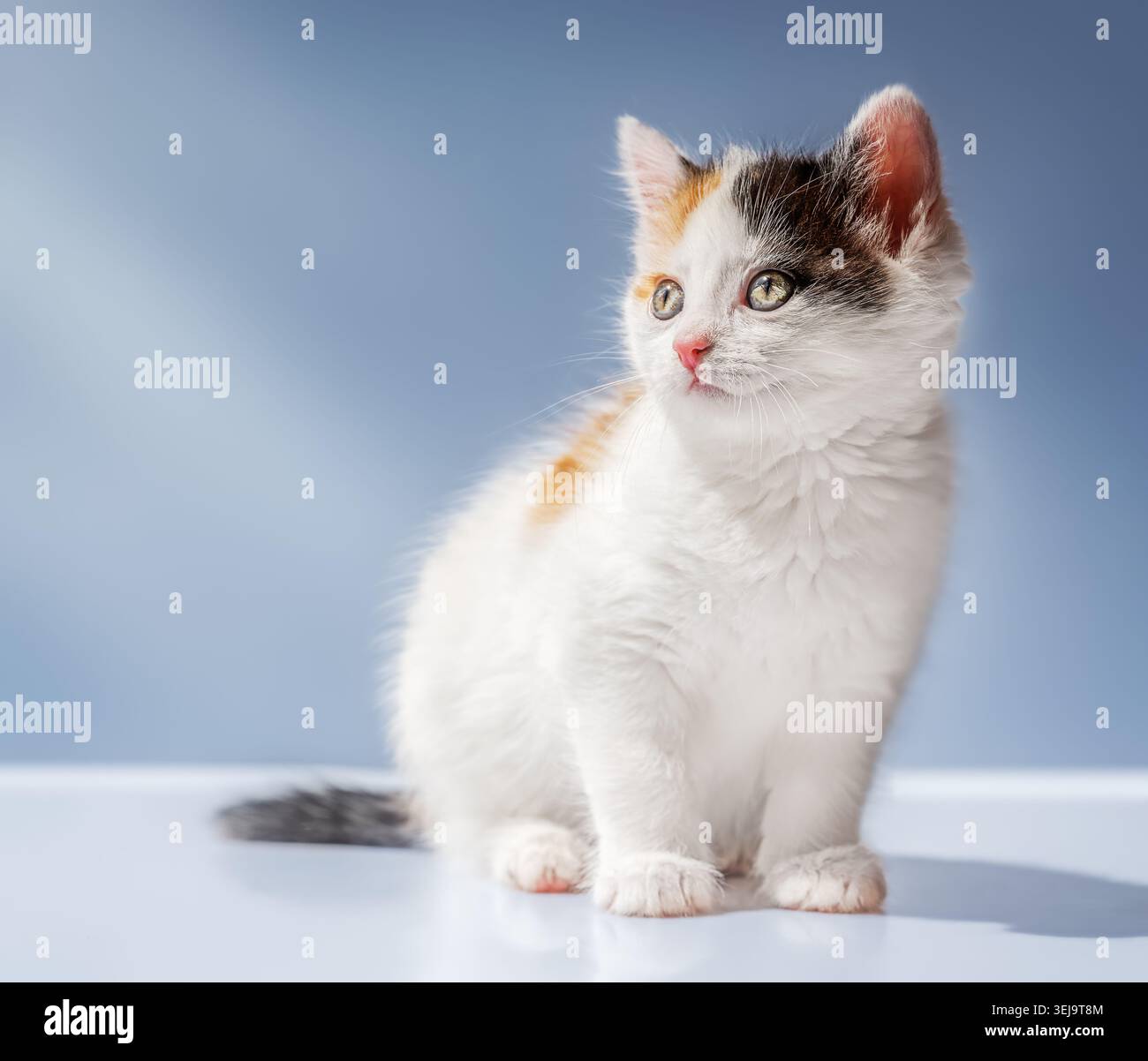 Niedliches Calico-Kätzchen, das auf hellblauem Hintergrund mit Kopierraum sitzt, flauschiges Jungkatzenporträt in weichem Licht. Stockfoto