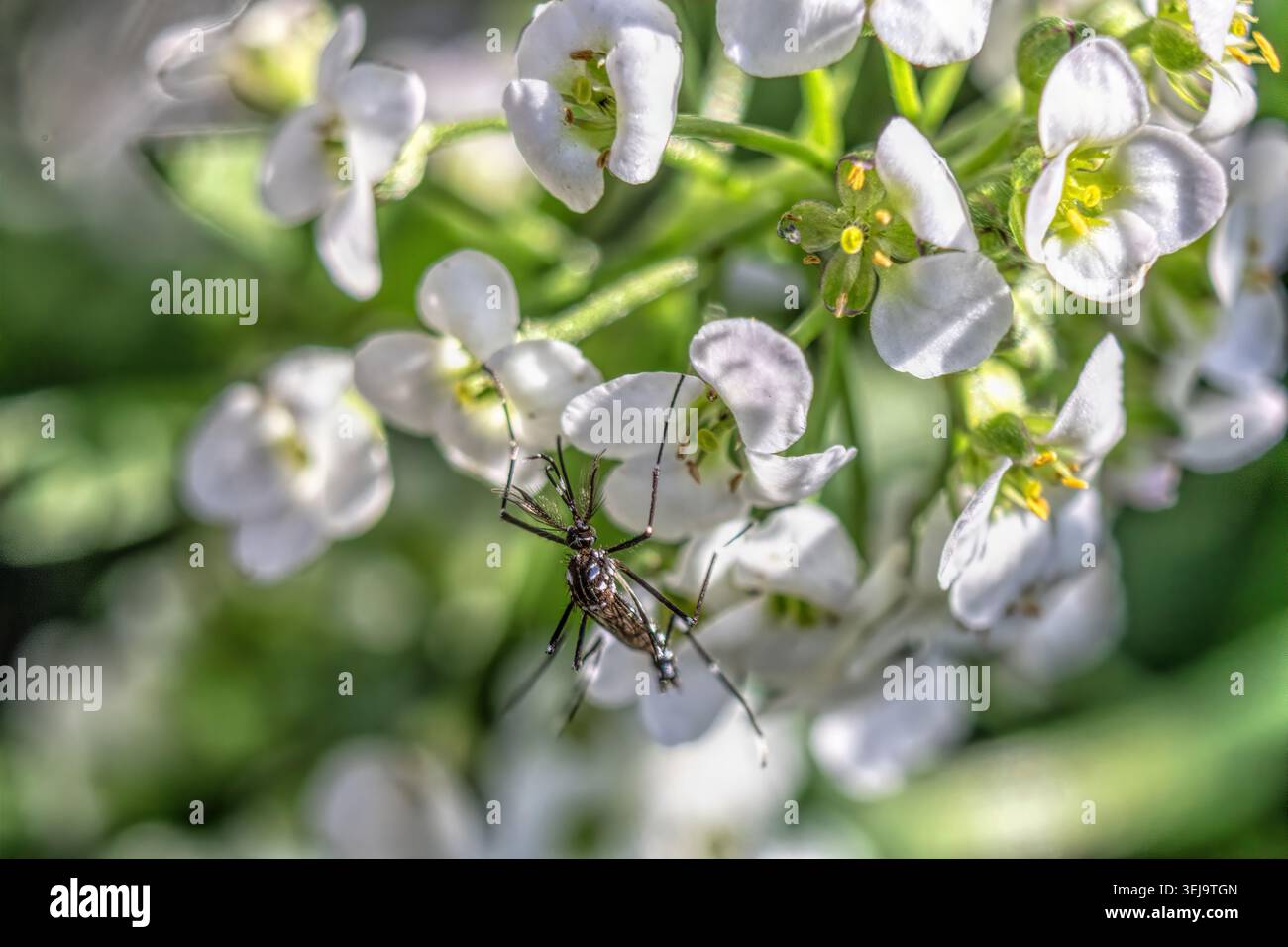 Makrofoto einer männlichen Mücke, die auf einem weißen Blütenblatt sitzt und ihre charakteristischen, federförmigen Antennen und schillernden Körperdetails zeigt. Stockfoto