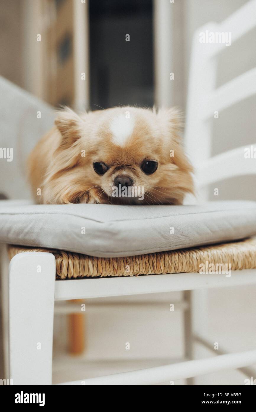Flauschiger, hellbrauner Hund liegt auf einem gepolsterten Stuhl Stockfoto