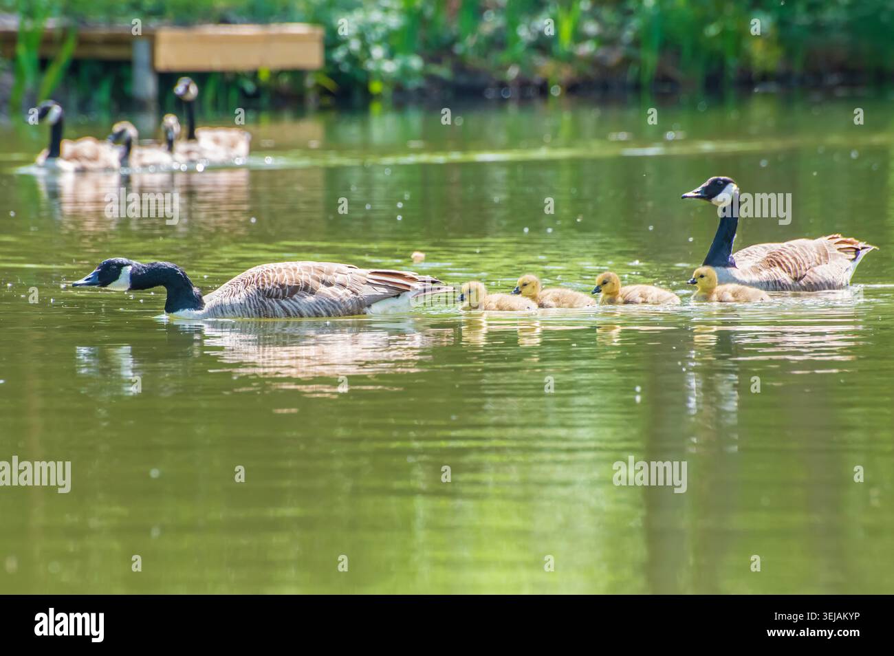 Eine kanadische Gänsefamilie gleitet über einen ruhigen grünen Teich in Sussex, während vier flauschige gelbe Gänse zwischen aufmerksamen Eltern schwimmen und einen friedlichen spr bilden Stockfoto