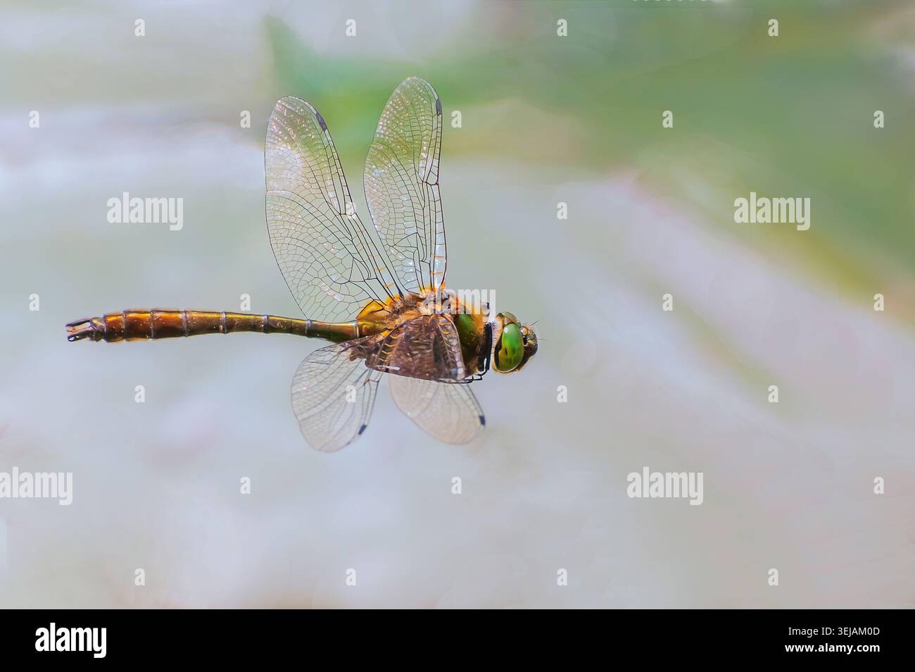 Lebendiges Makroporträt einer Norfolk Hawker-Libelle, die mitten im Flug gefangen wurde, mit zarten, transparenten Flügeln, metallischem Körper und leuchtend grünen Augen Stockfoto