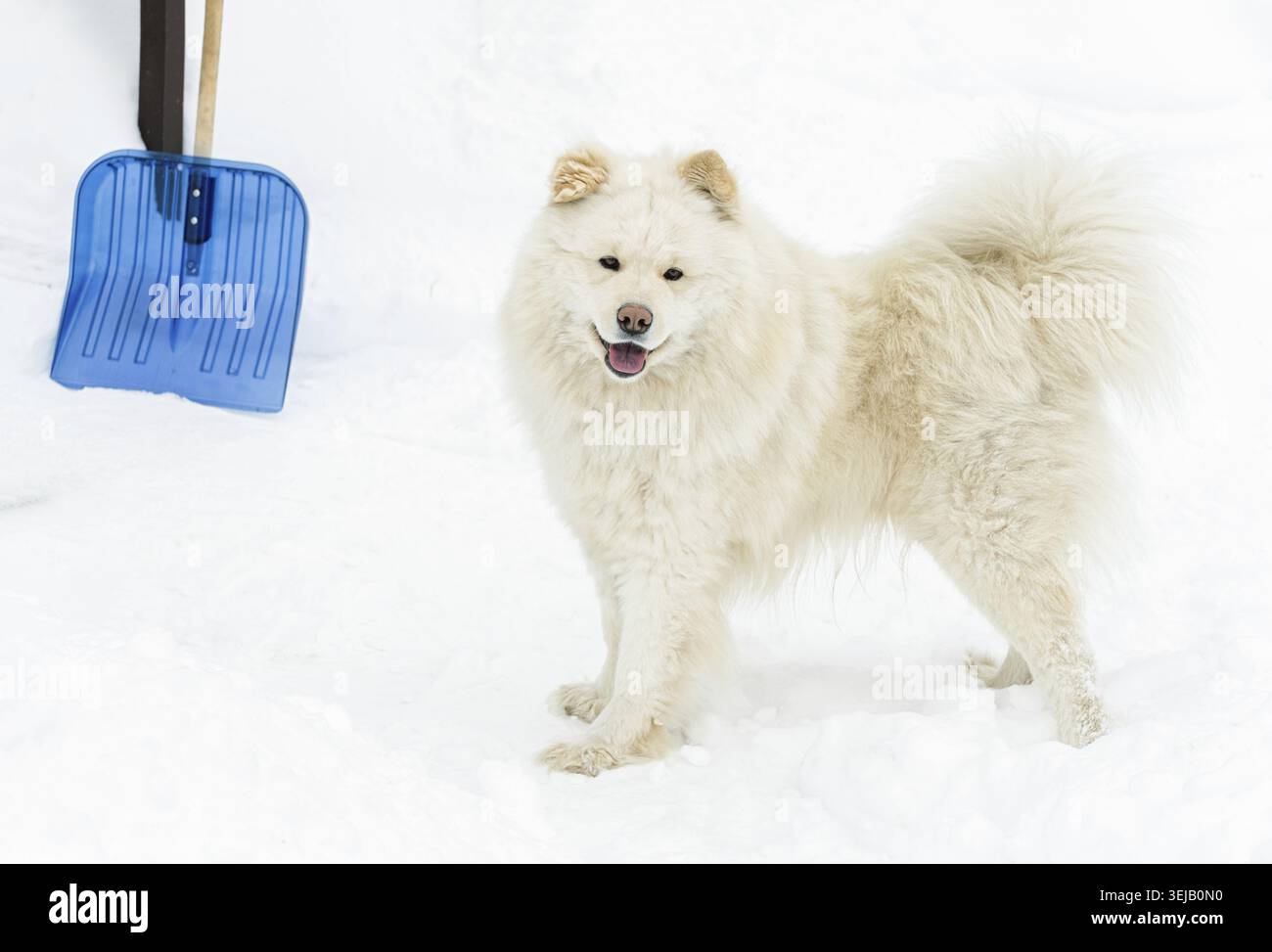 Ein fröhlicher, flauschiger weißer samoidenhund, der im tiefen Schnee neben einer blauen Schneeschaufel steht. Authentischer Outdoor-Lifestyle im Winter mit einem niedlichen Haustier Stockfoto