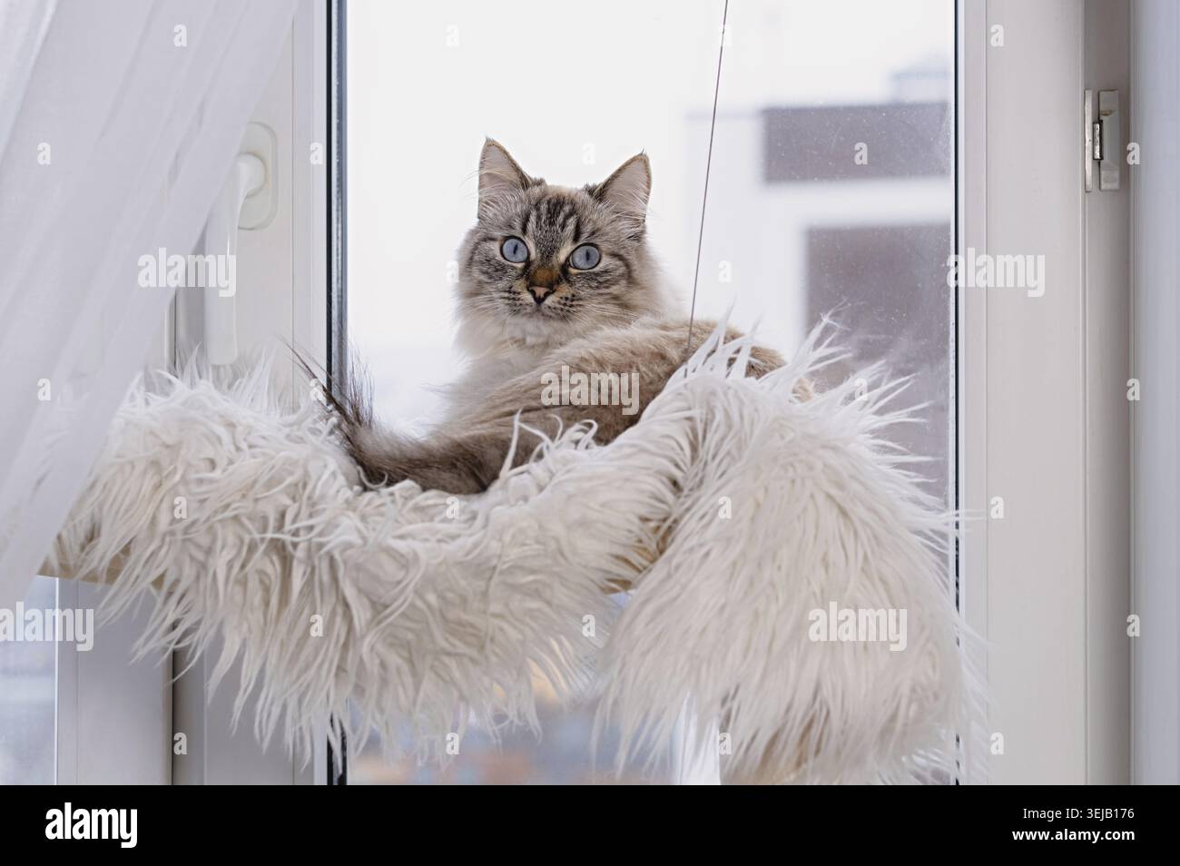 Neva Masquerade Katze im Haengemattenbett am Fenster Stockfoto