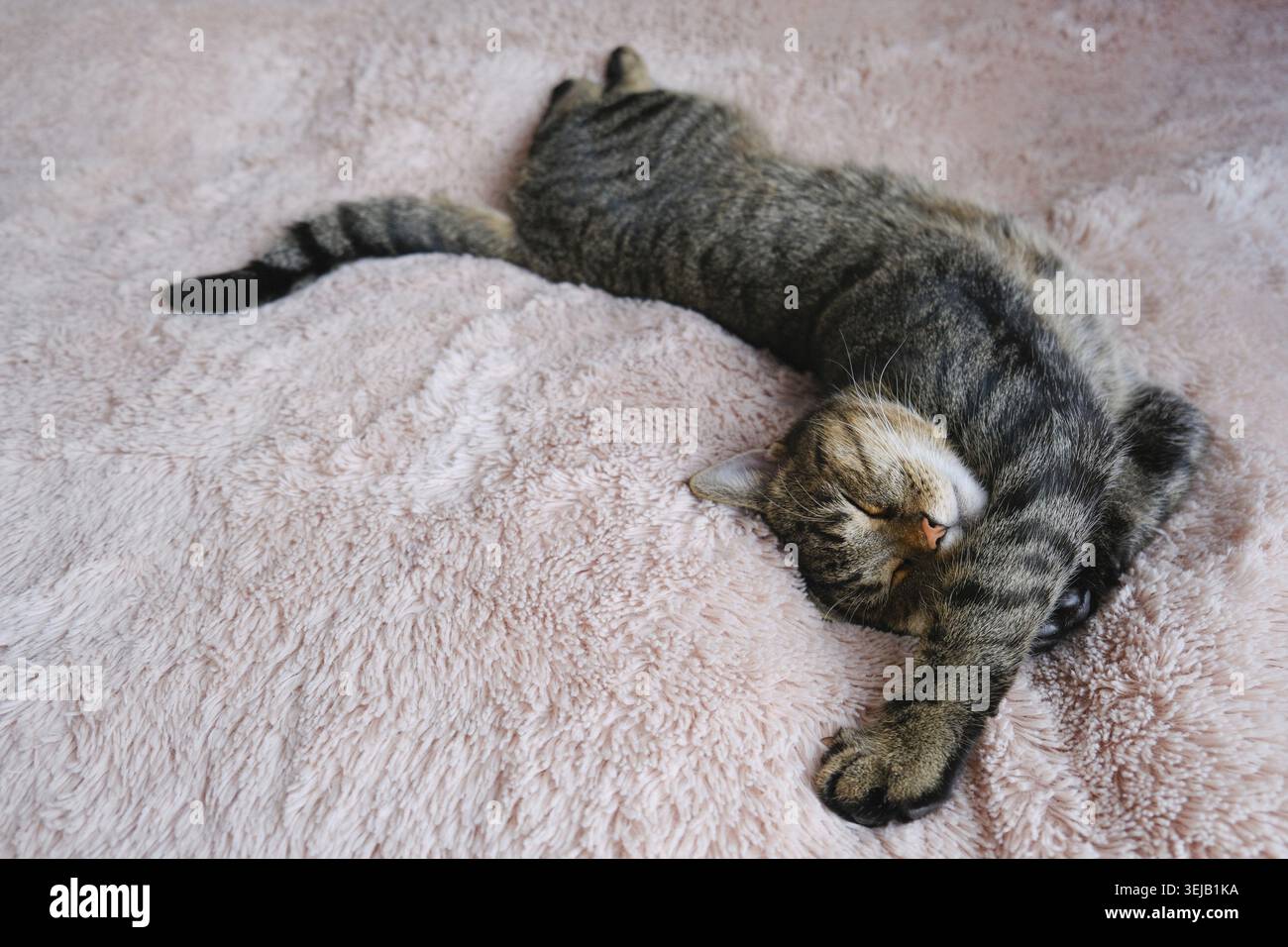 Die Tabbykatze schläft auf einer beigen, flauschigen Bettdecke Stockfoto