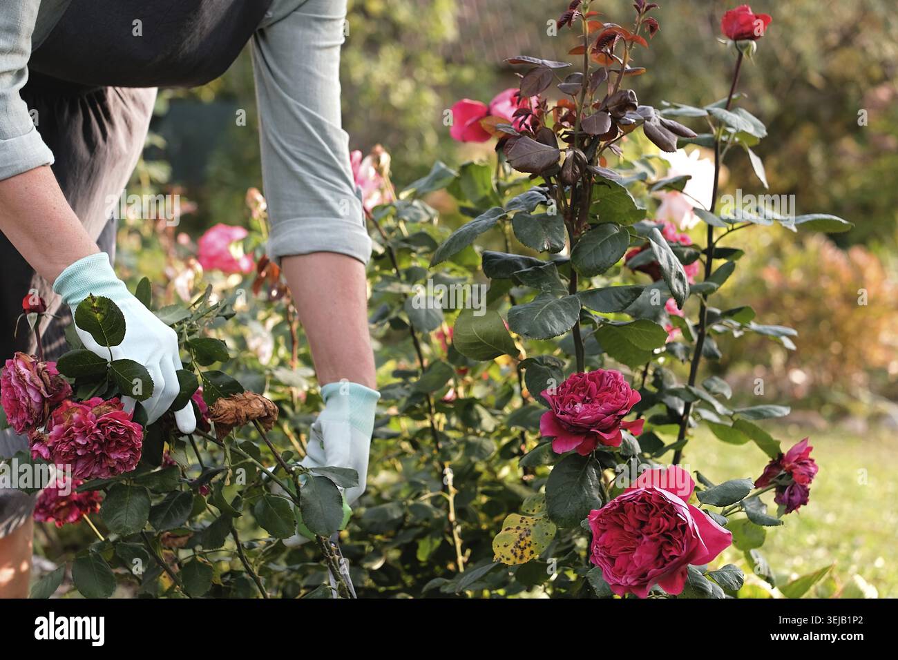 Eine Gärtnerin pflegt ihre Rosen und schneidet geschickt ab. Nahaufnahme. Ich kümmere mich um einen Rosengarten Stockfoto