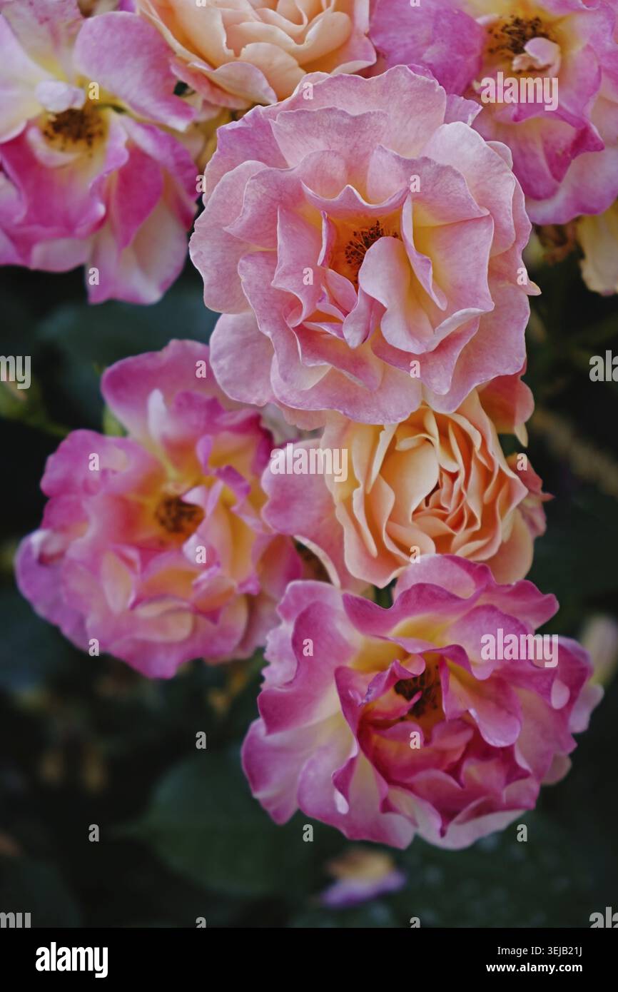 Makro aus pastellfarbenen, zweifarbigen Rosenblüten mit pfirsichfarbenen Mittelpunkten und rosafarbenen Kanten am Busch. Wahrscheinlich floribunda-Sorte (süßer Traum). Weiches Bokeh, Natu Stockfoto