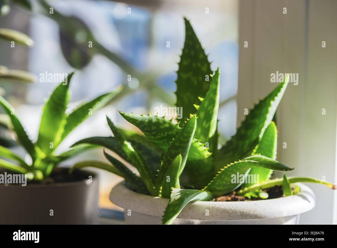 Hellgrüne Aloe Vera Pflanze blüht in einem weißen Topf auf einer sonnendurchfluteten Fensterbank und verschönert Innenräume mit einem erfrischenden Hauch von Natur Stockfoto