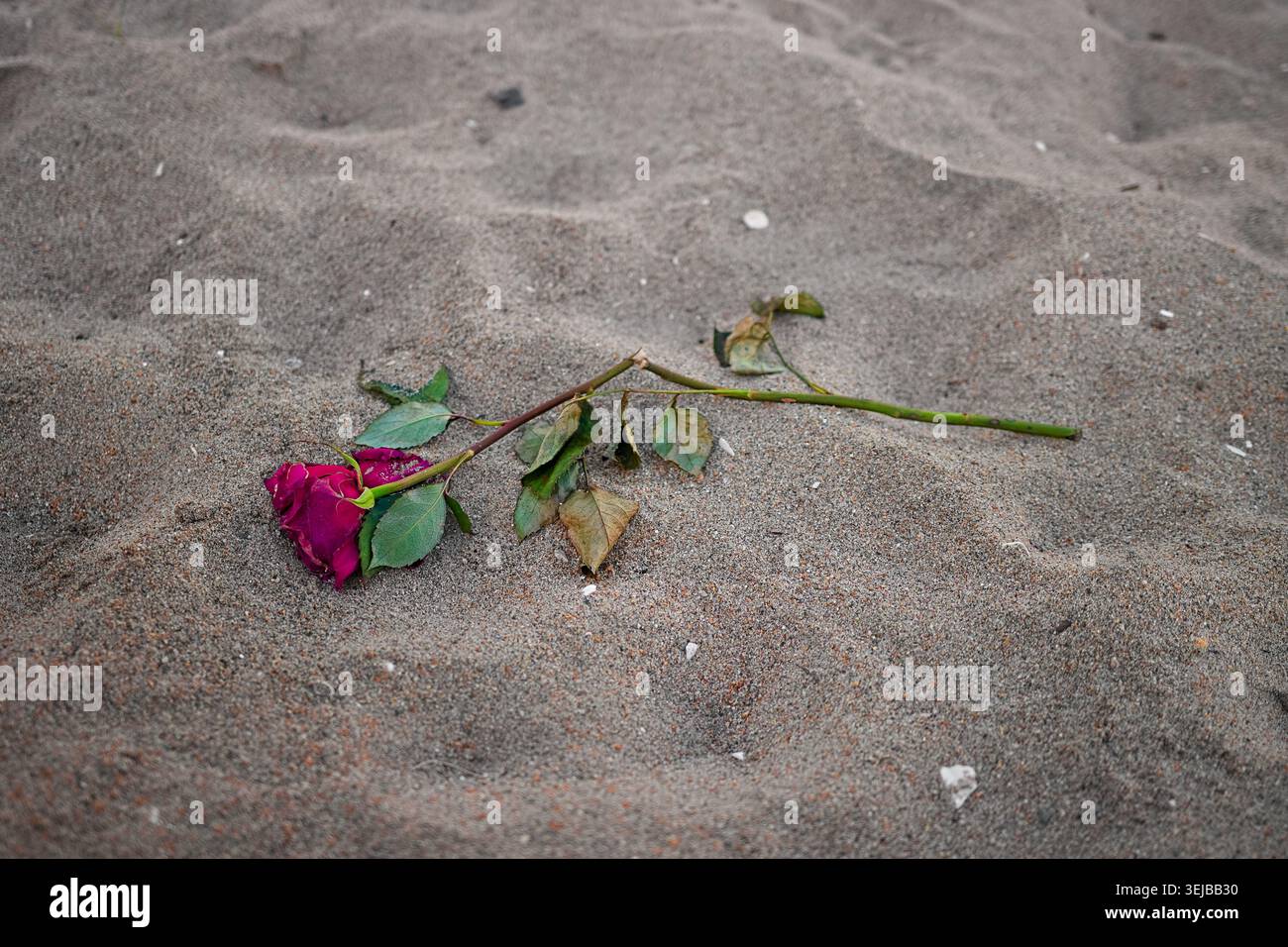 Eine verwelkte rote Rose liegt auf dem Sandstrand von Sunset Beach, Kalifornien, und schafft eine ruhige, symbolische Szene von Verlust, Liebe und Vergänglichkeit. Stockfoto