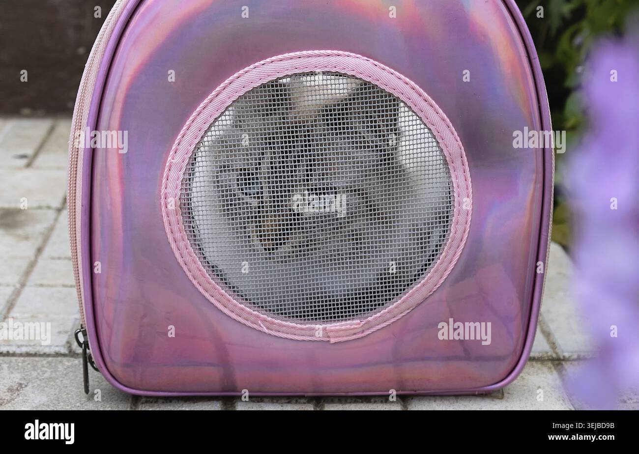Nahaufnahme der sibirischen Hauskatze Neva Masquerade in der Haustiertruge Stockfoto