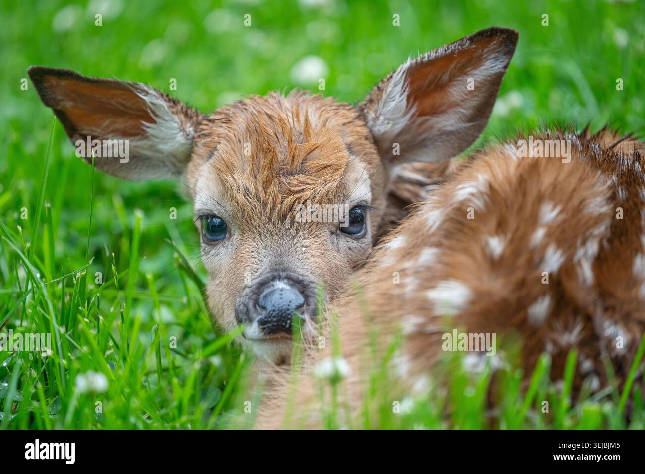 Neugeborener WeißschwanzRehkitz (Odocoileus virginianus), der im grünen Gras ruht. Stockfoto