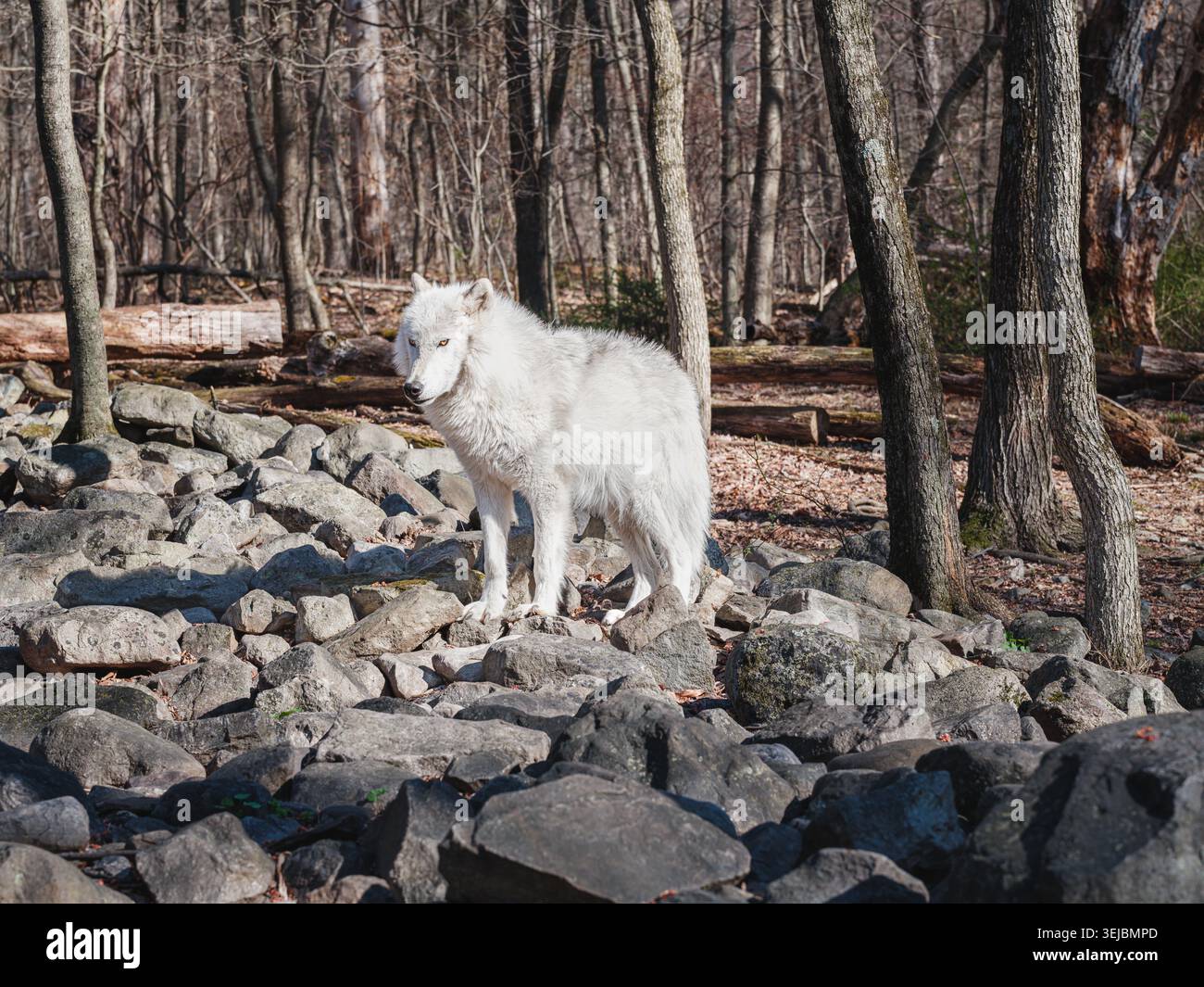Ein weißer Wolf steht wachsam in felsigem Waldgelände in einer ruhigen Waldumgebung, zeigt natürliches Verhalten und starke Winterfelldetails. Stockfoto