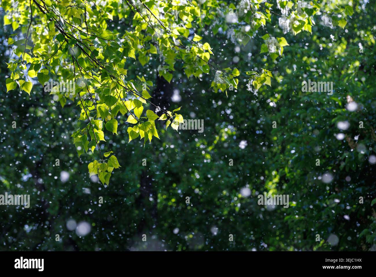 Frischer grüner Baumzweig im Fokus mit fliegenden weißen Pappelflusen, beleuchtet durch Sonnenlicht vor einem dunklen unscharfen Waldhintergrund mit Kopierraum. Stockfoto