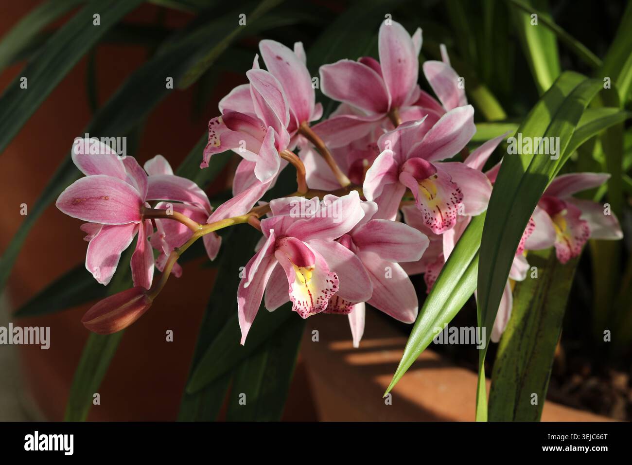 Pink Cymbidium Orchid oder Boat Orchid, Orchidaceae. Asien. Hybrid. Cymbidium, auch bekannt als Bootsorchiden, ist eine Gattung immergrüner blühender Pflanzen. Stockfoto