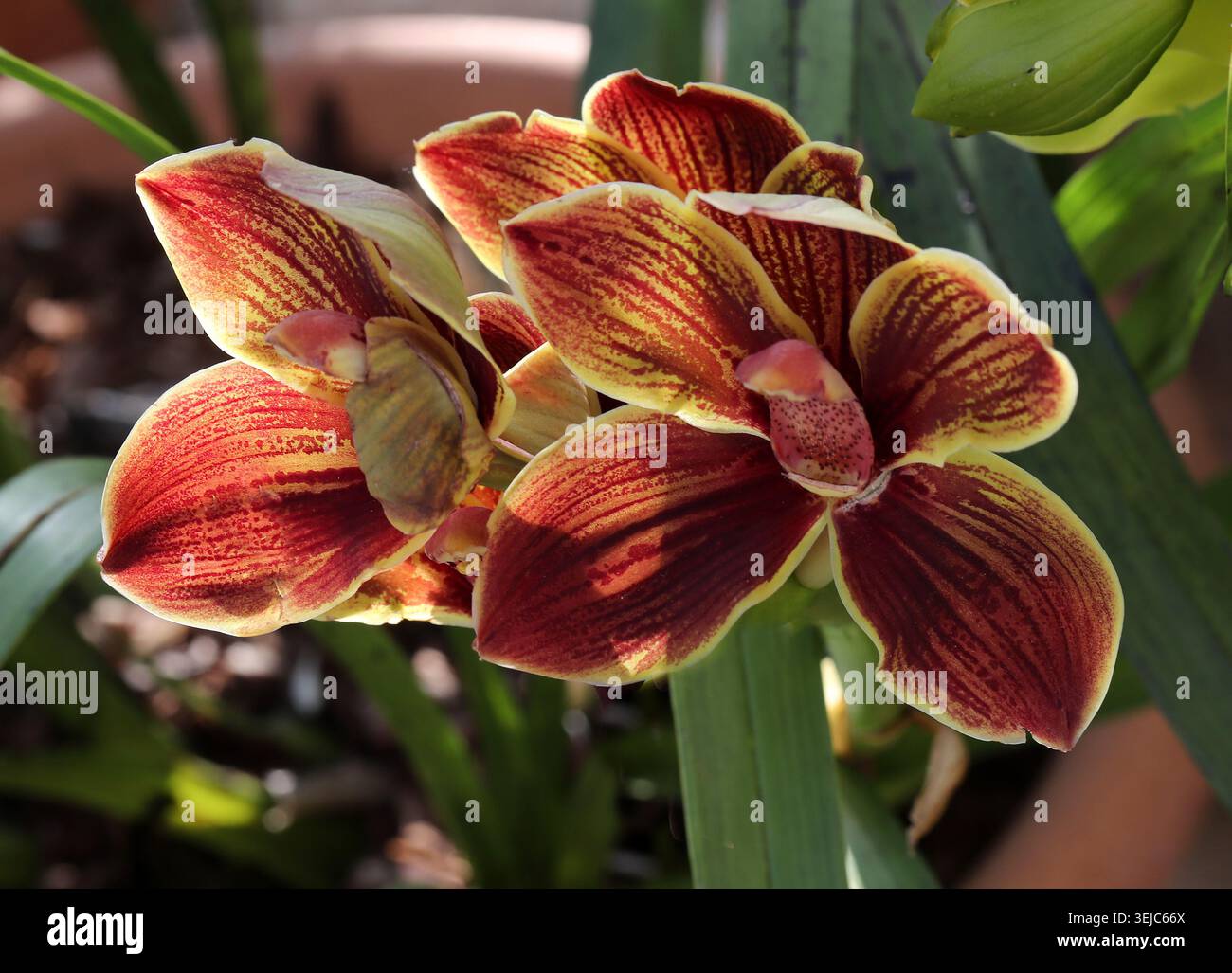 Rote und gelbe Cymbidium-Orchidee oder BootsOrchidee, Orchidaceae. Asien. Hybrid. Cymbidium, auch bekannt als Bootsorchiden, ist eine Gattung blühender Pflanzen. Stockfoto