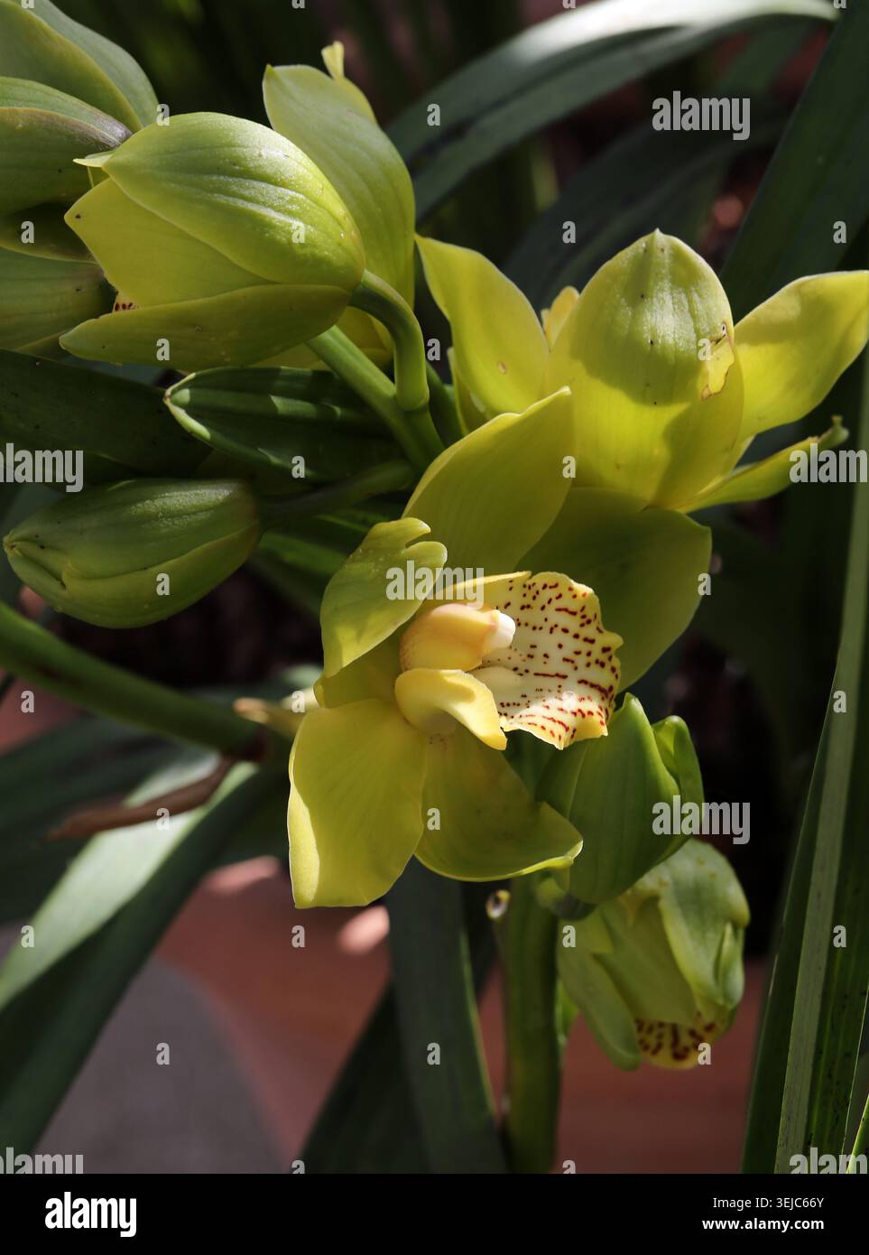 Gelbe Cymbidium-Orchidee oder BootsOrchidee, Orchidaceae. Asien. Hybrid. Cymbidium, auch bekannt als Bootsorchiden, ist eine Gattung immergrüner blühender Pflanzen Stockfoto