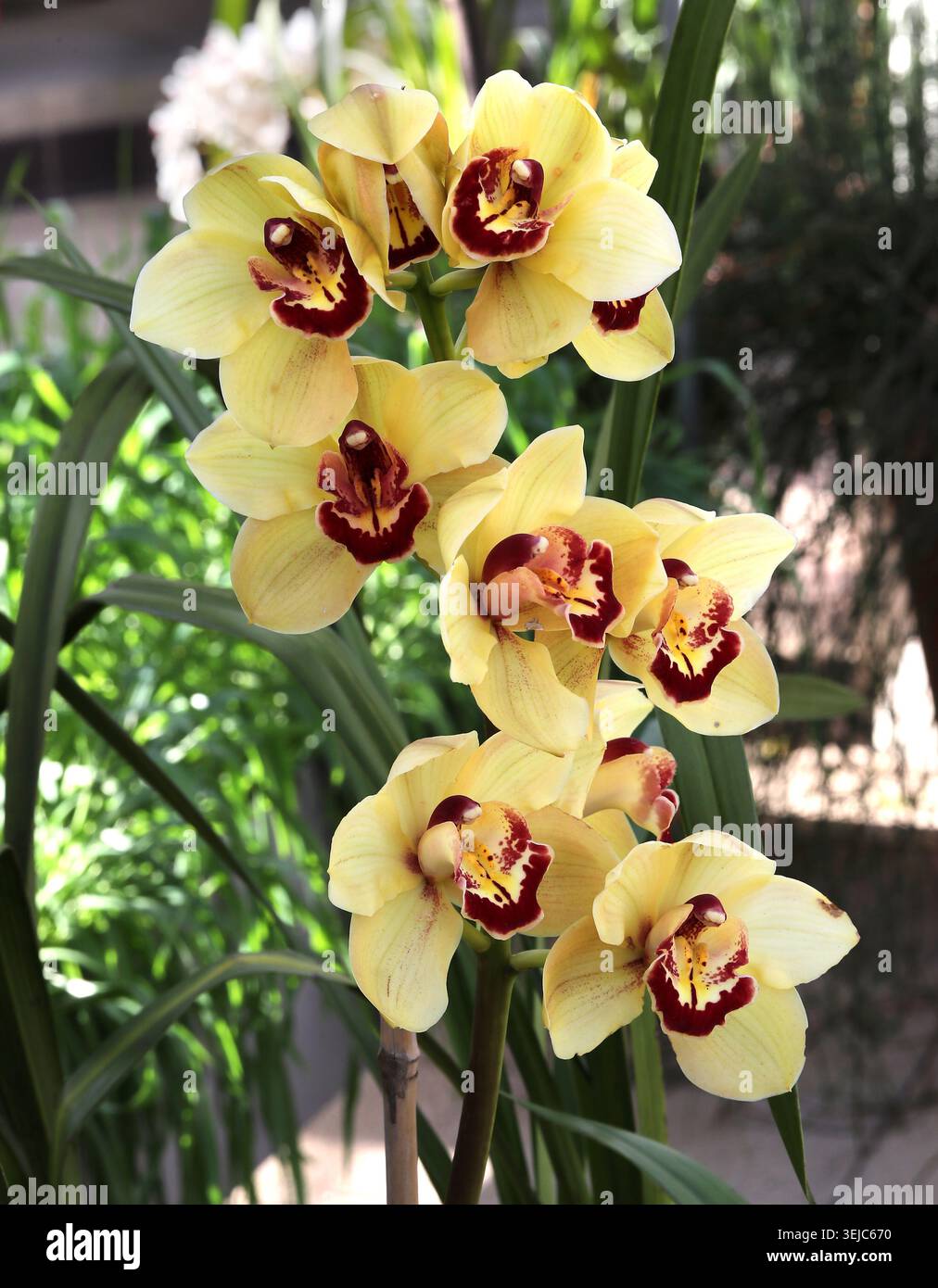 Gelbe und rote Cymbidium-Orchidee oder BootsOrchidee, Orchidaceae. Asien. Hybrid. Cymbidium, auch bekannt als Bootsorchiden, ist eine Gattung blühender Pflanzen. Stockfoto