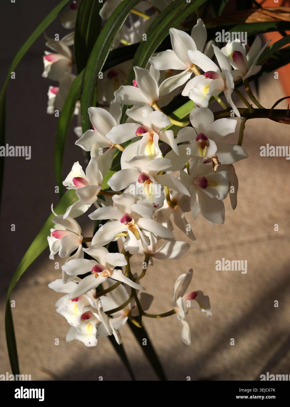 Weiße und rote Cymbidium-Orchidee oder BootsOrchidee, Orchidaceae. Asien. Hybrid. Cymbidium, auch bekannt als Bootsorchiden, ist eine Gattung blühender Pflanzen. Stockfoto
