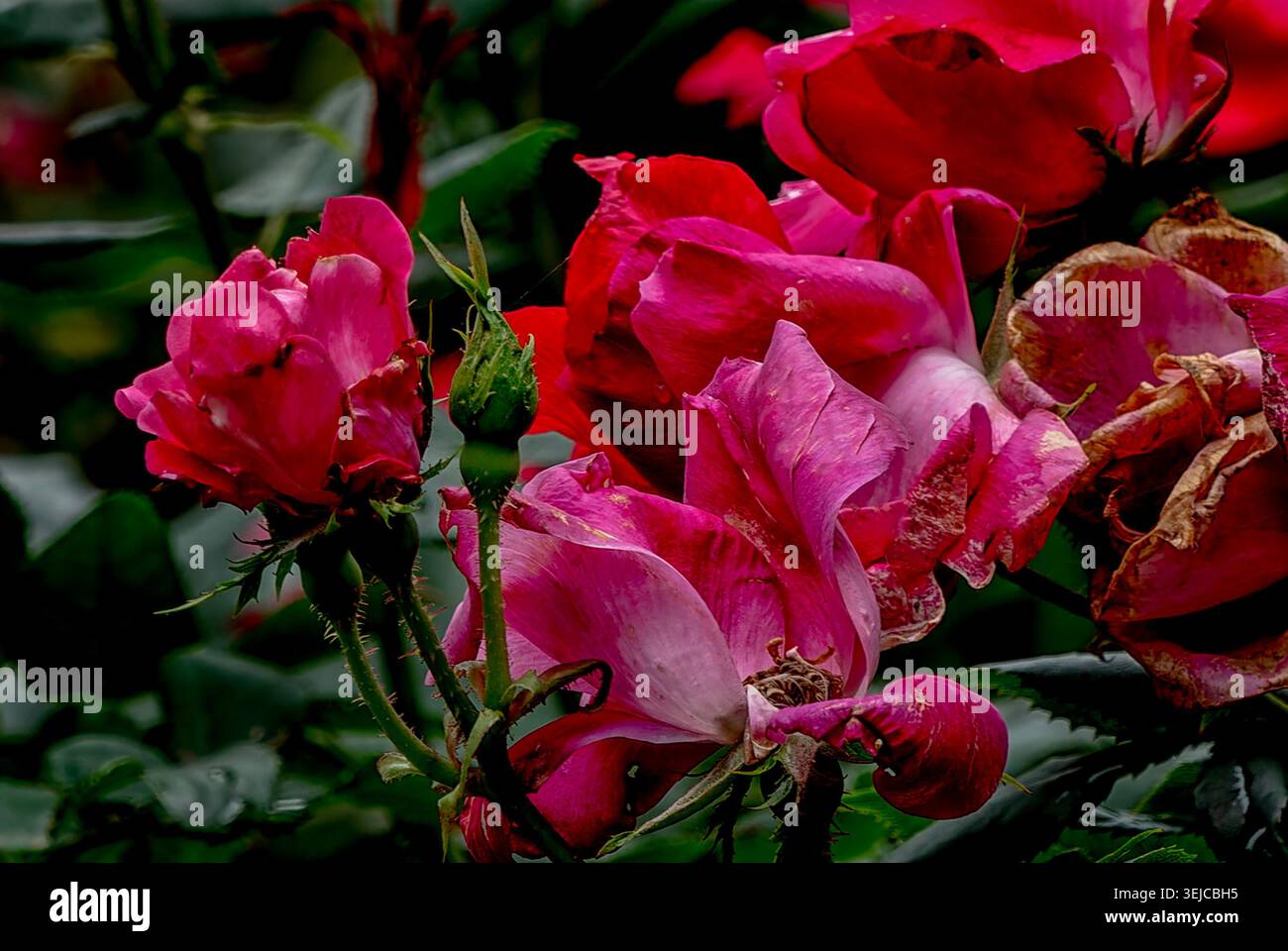 Leuchtende rote Rosen nach dem Regen am Nachmittag Stockfoto