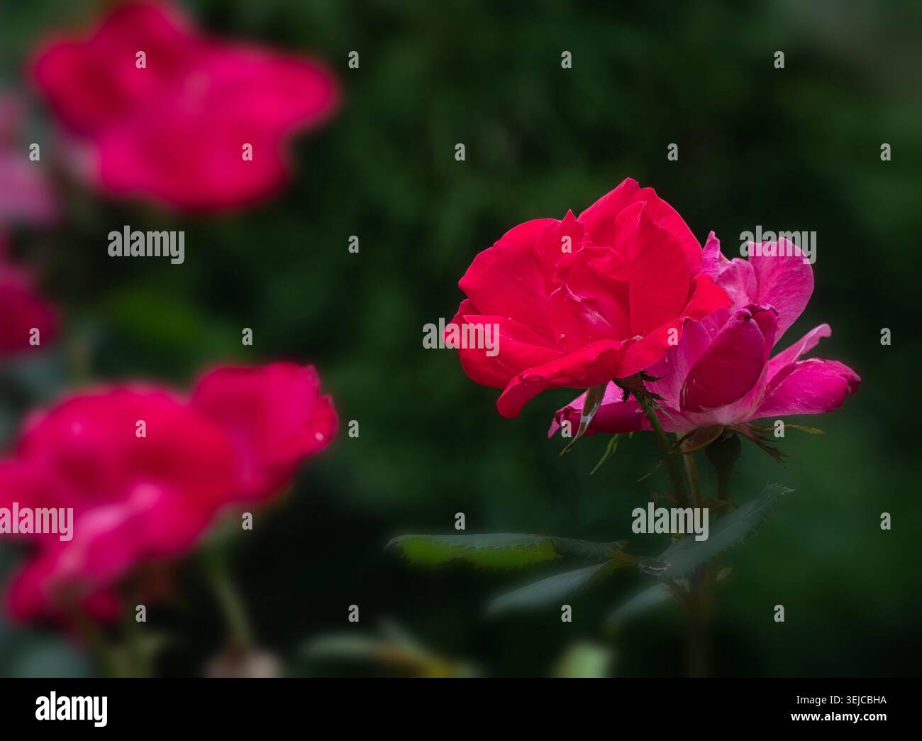 Leuchtende rote Rosen nach dem Regen am Nachmittag Stockfoto
