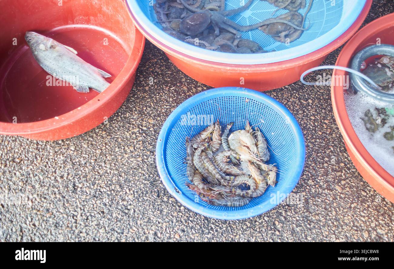 Fotos zeigen frische, rohe und gekochte Kuruma-Garnelen auf einem koreanischen Fischmarkt. Diese Szene unterstreicht den authentischen Charme der saisonalen Meeresfrüchte im Herbst. Stockfoto