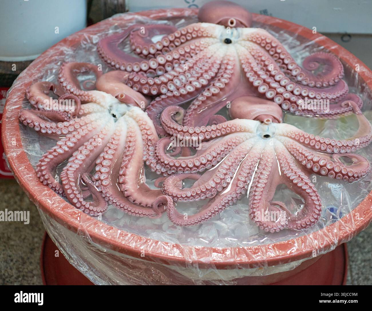 Wunderschön gekochte Oktopusse mit gewellten Tentakeln werden auf einem Gyeongbuk Markt ausgestellt. Diese Fotos unterstreichen den authentischen Charme der lokalen Meeresfrüchte. Stockfoto