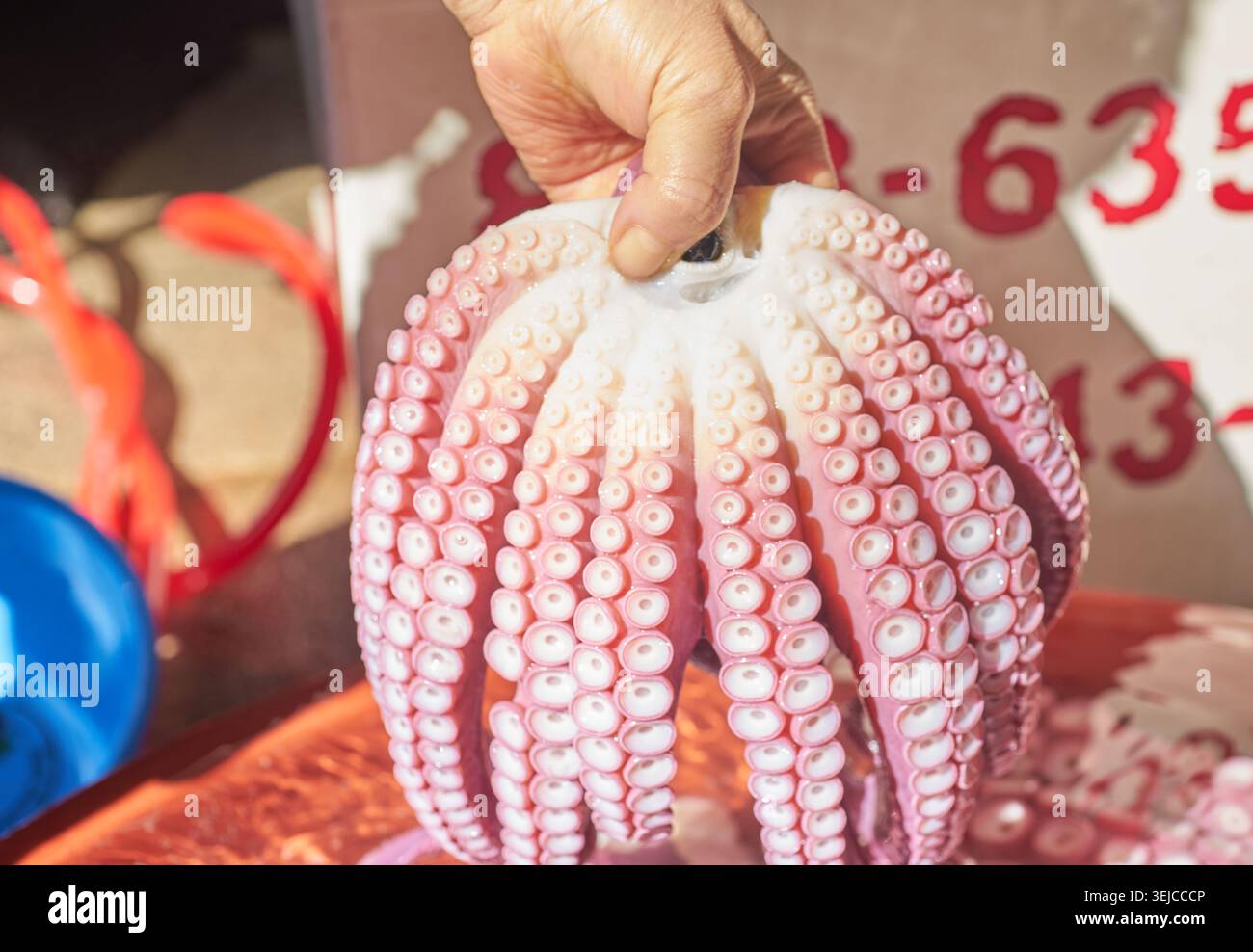 Wunderschön gekochte Oktopusse mit gewellten Tentakeln werden auf einem Gyeongbuk Markt ausgestellt. Diese Fotos unterstreichen den authentischen Charme der lokalen Meeresfrüchte. Stockfoto