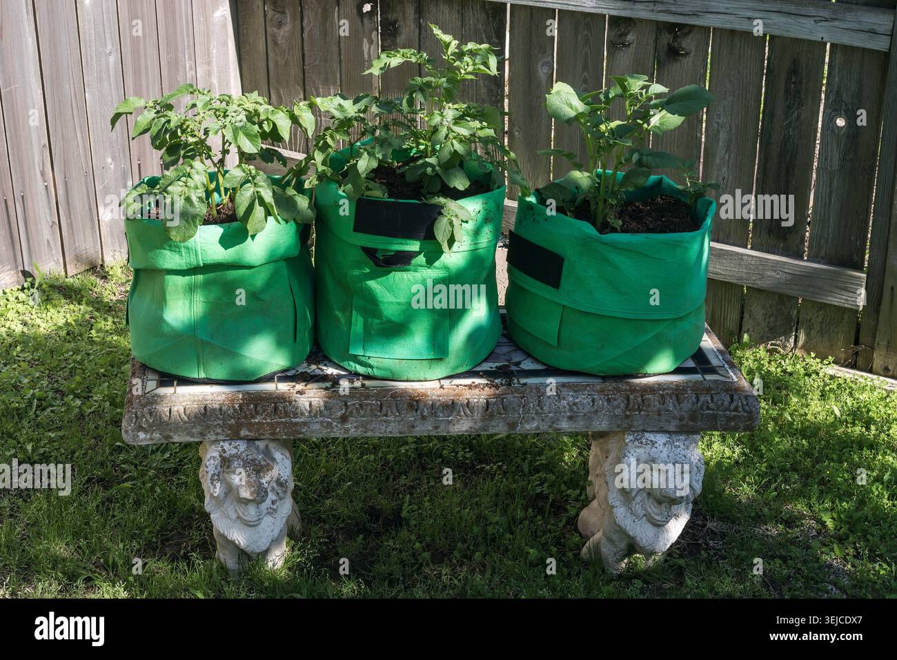 Drei grüne Stoffwachstumsbeutel mit blättrigen Kartoffelpflanzen stehen auf einer dekorativen Steinlöwen-Gartenbank neben einem Holzzaun in einem Hinterhof in Texas, USA Stockfoto