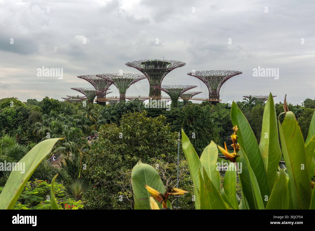 Supertree Grove bei Gardens by the Bay mit üppigen tropischen Pflanzen und orangefarbenen Blüten im Vordergrund unter einem bewölkten Himmel, Singapur, Asien Stockfoto