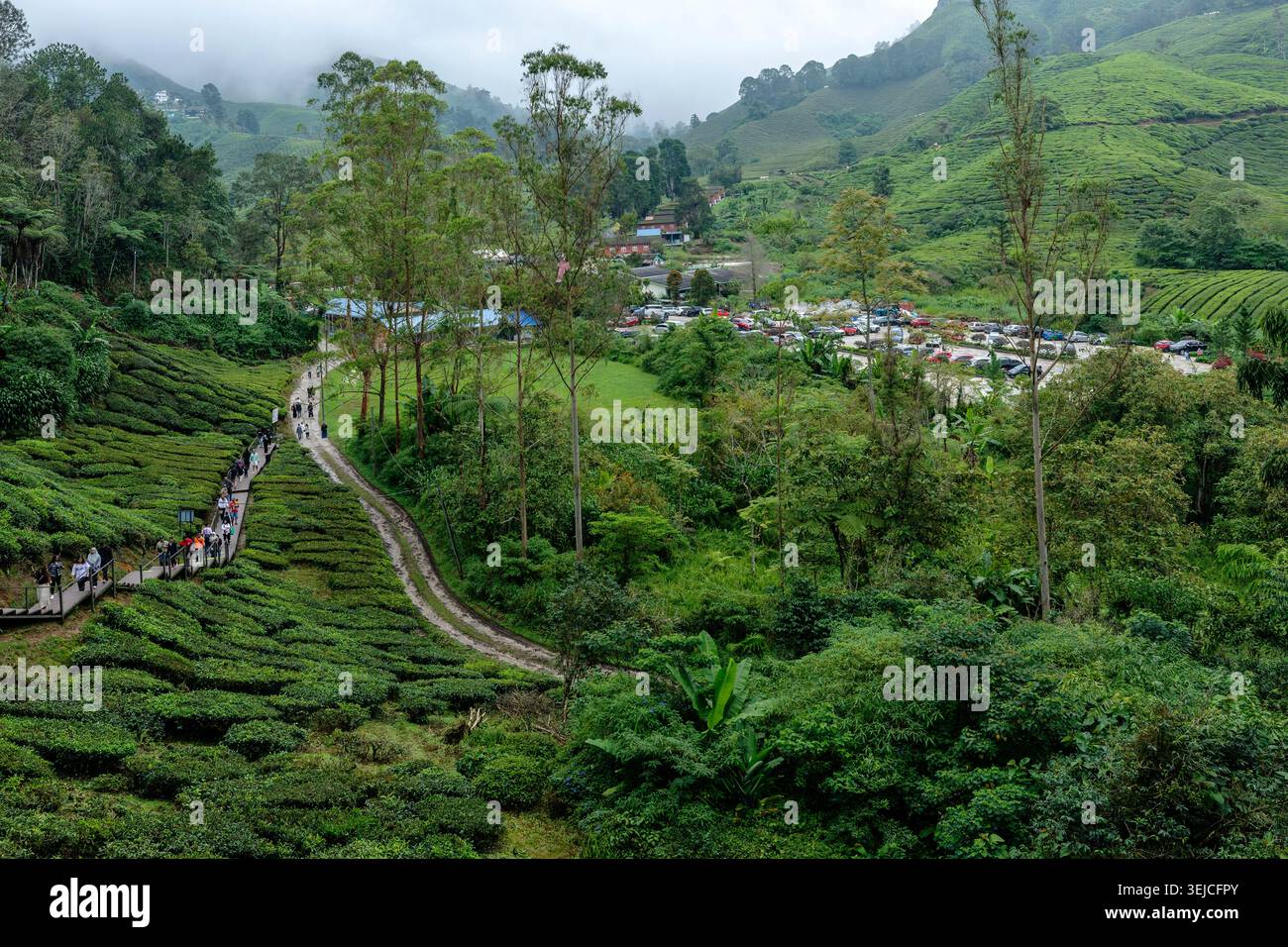 Blick aus der Vogelperspektive auf das BOH Tea Plantation Valley mit gewundenem Pfad, Touristen, Parkplatz und Misty Mountains, Cameron Highlands, Malaysia Stockfoto