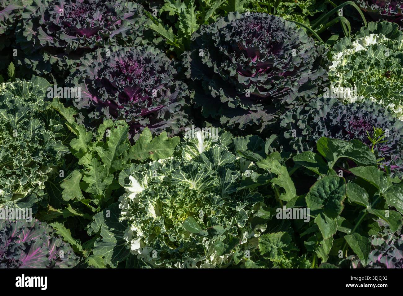 Bunte, grün-weiß-lila dekorative Kohlpflanzen mit farbenfrohen gerüschten Blättern, die dicht beieinander in einem sonnigen Gartenbeet in Texas, USA, wachsen Stockfoto