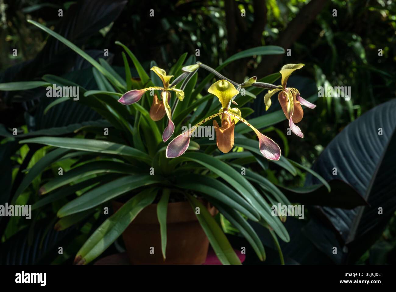 Potted Paphiopedilum Lady Slipper Orchidee mit mehreren Blüten im tropischen Gewächshaus Stockfoto