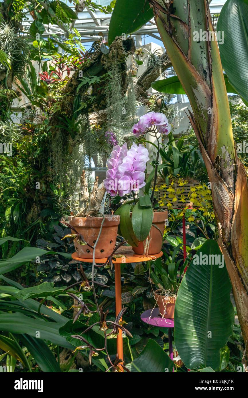 Rosa Phalaenopsis-Mottenorchideen in Terrakottatöpfen auf einem Ständer, umgeben von Bananenblättern und Spanischem Moos in einem tropischen Gewächshaus Stockfoto
