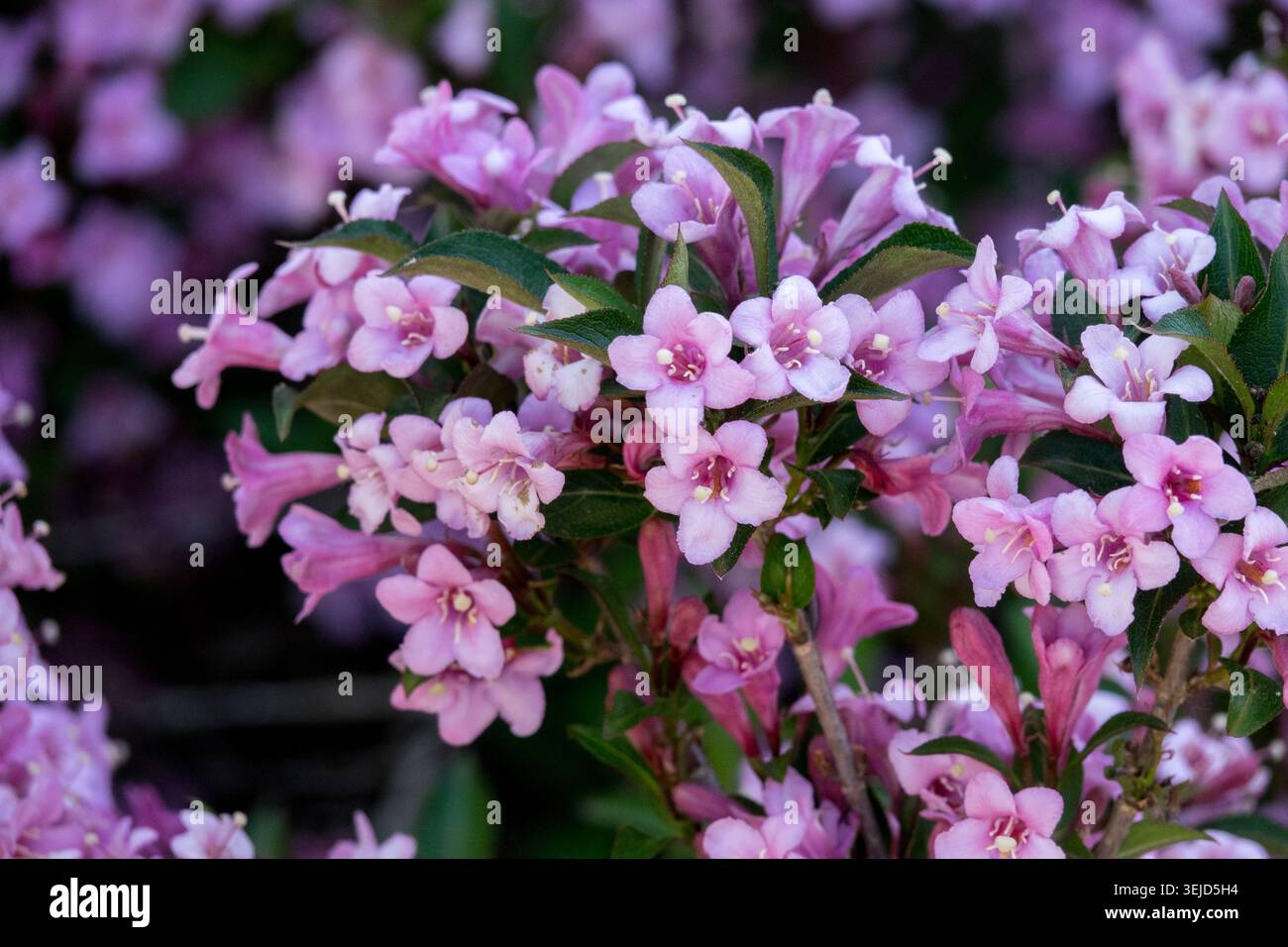 Rosafarbene Blüten von Zwerg Old Fashioned Weigela florida „Pink Poppet“ Stockfoto