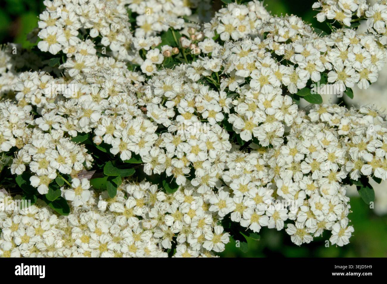Spiraea nipponica „June Bride“ Stockfoto