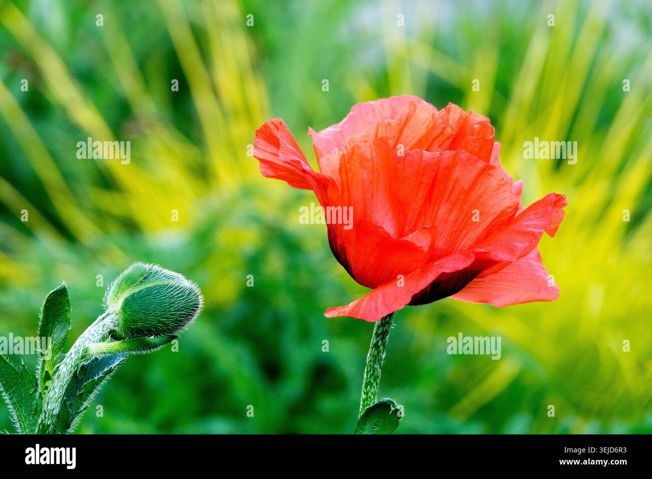 Rote Blume und grüne Knospen des Oriental Poppy Papaver orientale zwischen verschwommenem Laub Stockfoto