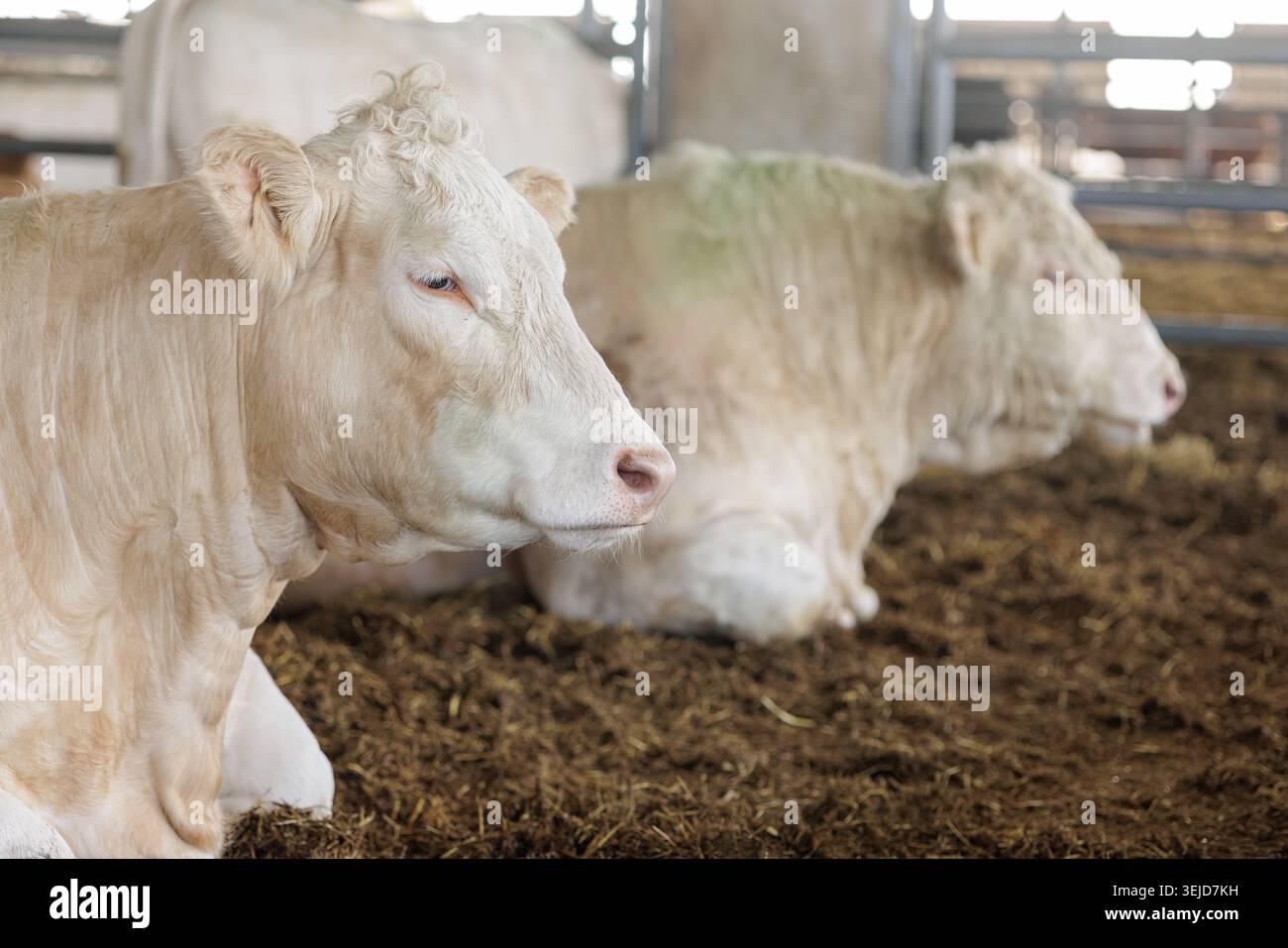 Zwei entspannte Kühe, die in einer sauberen Stallumgebung ruhen, ideal für Kampagnen, die sich auf nachhaltige Landwirtschaft und Tierschutz konzentrieren. Stockfoto