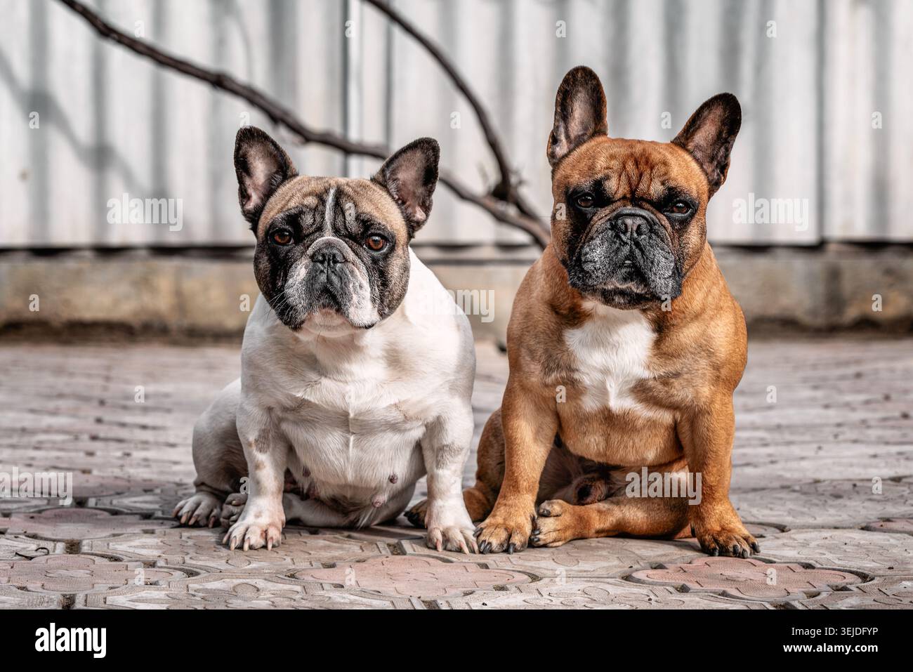 Zwei Erwachsene französische Bulldoggen sitzen nebeneinander im Hof Stockfoto