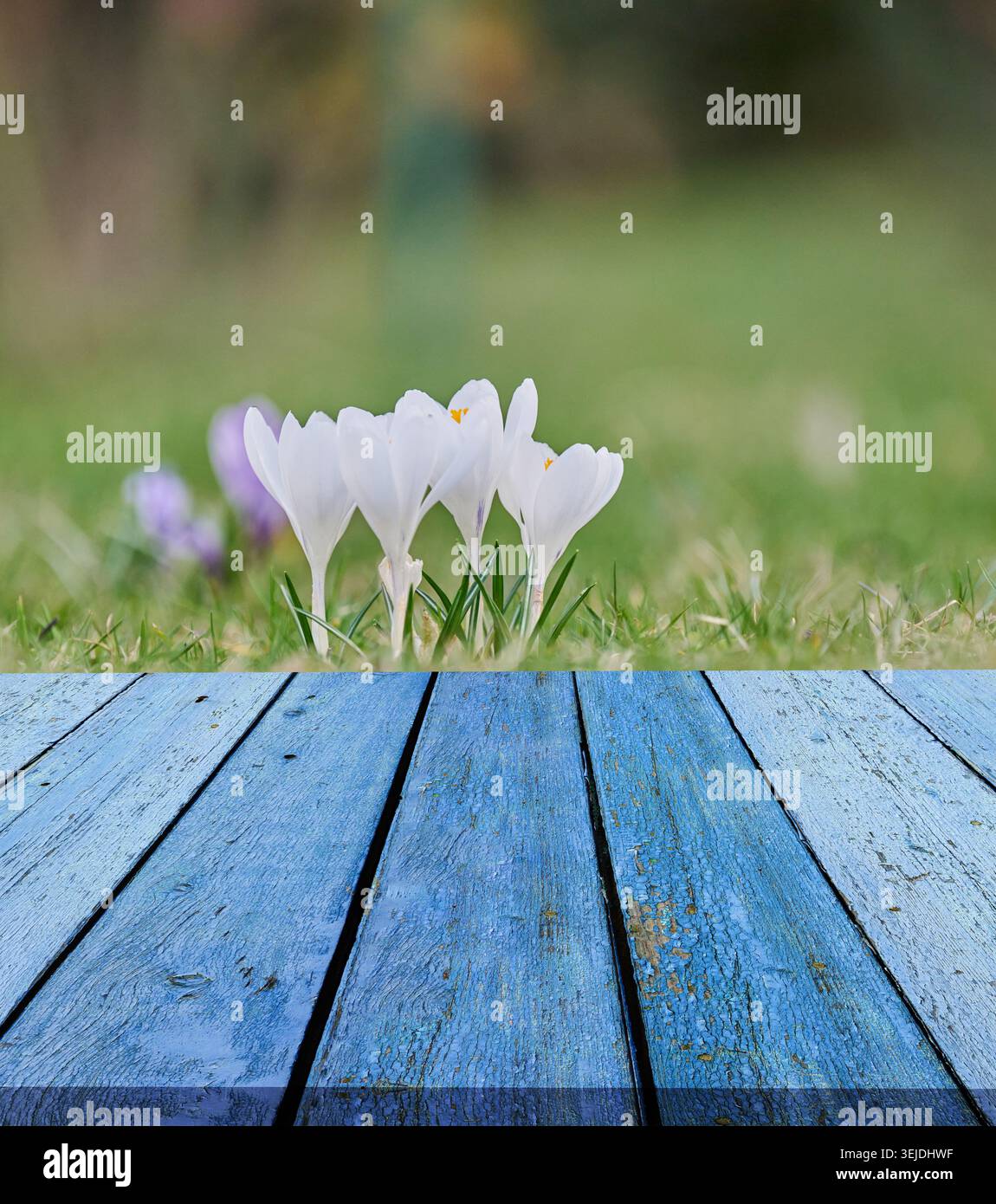 Hölzerne blaue Tabelle auf Rasenhintergrund mit weißen blühenden Krokussen, Produktvorführungsphase Stockfoto