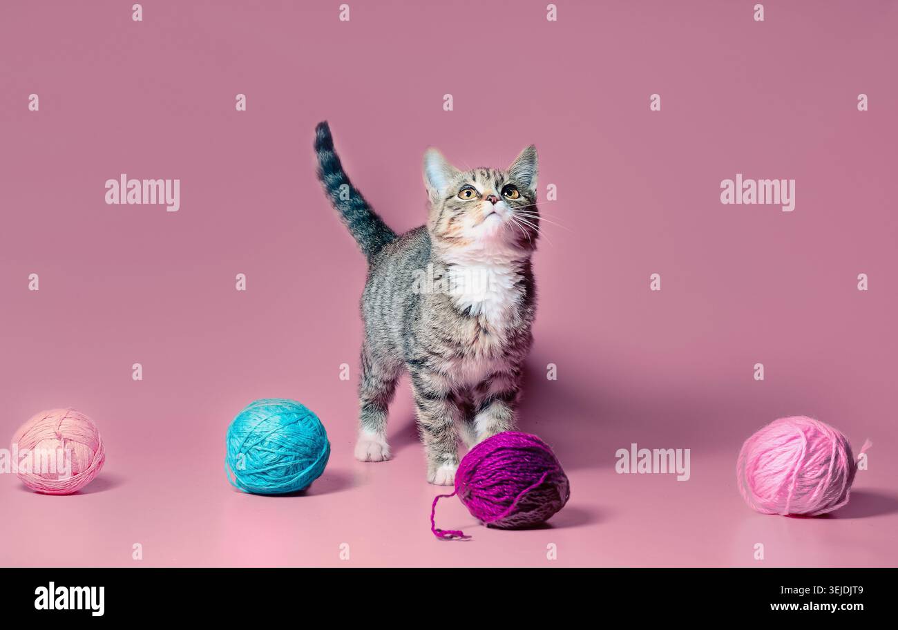 Kätzchen mit mehrfarbigen Wollfäden auf rosa Hintergrund Stockfoto