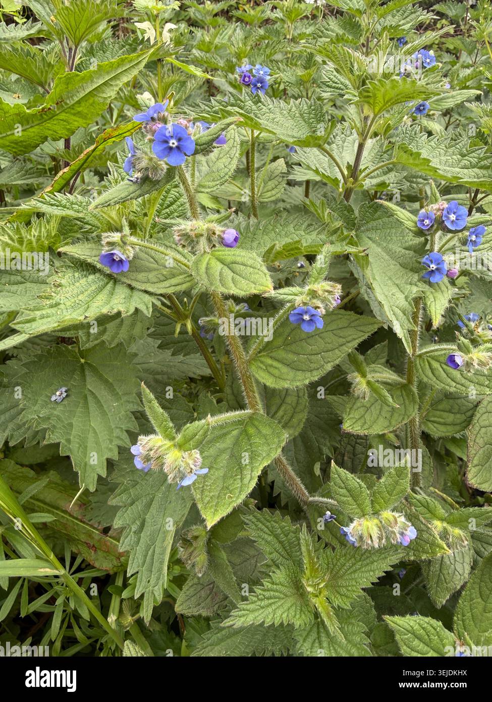 Ein gewöhnliches Unkraut mit zarten blauen Blüten und haarigen Blättern, das in einer englischen Hecke wächst Stockfoto