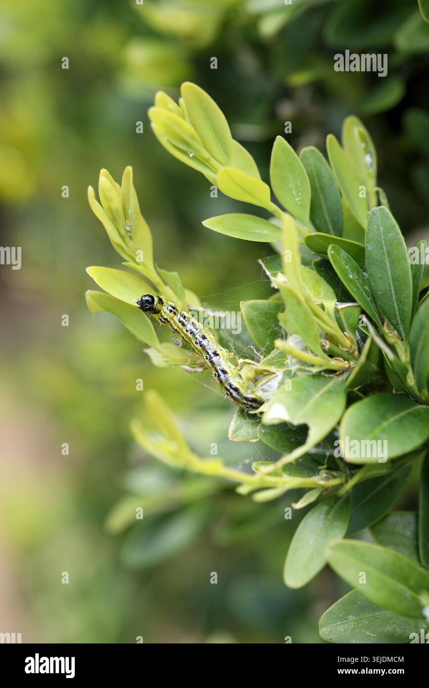 Buchsbaum-raupe-Gartenschädling auf frischer grüner Buxus-Pflanze hinterlässt vertikale Ausrichtung. Larven der Buchsbaummotte cydalima perspectalis Stockfoto
