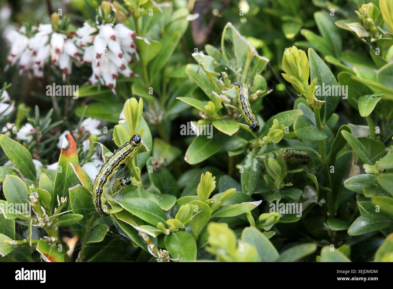 Buchsbaum-Raupen verursachen Schäden an Buxus-Pflanzenblättern. Larven der Buchsbaummotte cydalima perspectalis. Heidekraut im Hintergrund Stockfoto