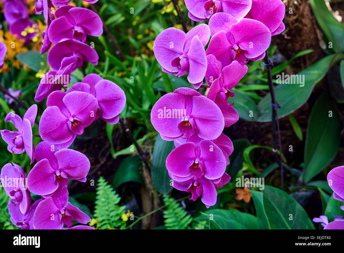 Ein Haufen lila Phalaenopsis-Blüte in Blüte Stockfoto