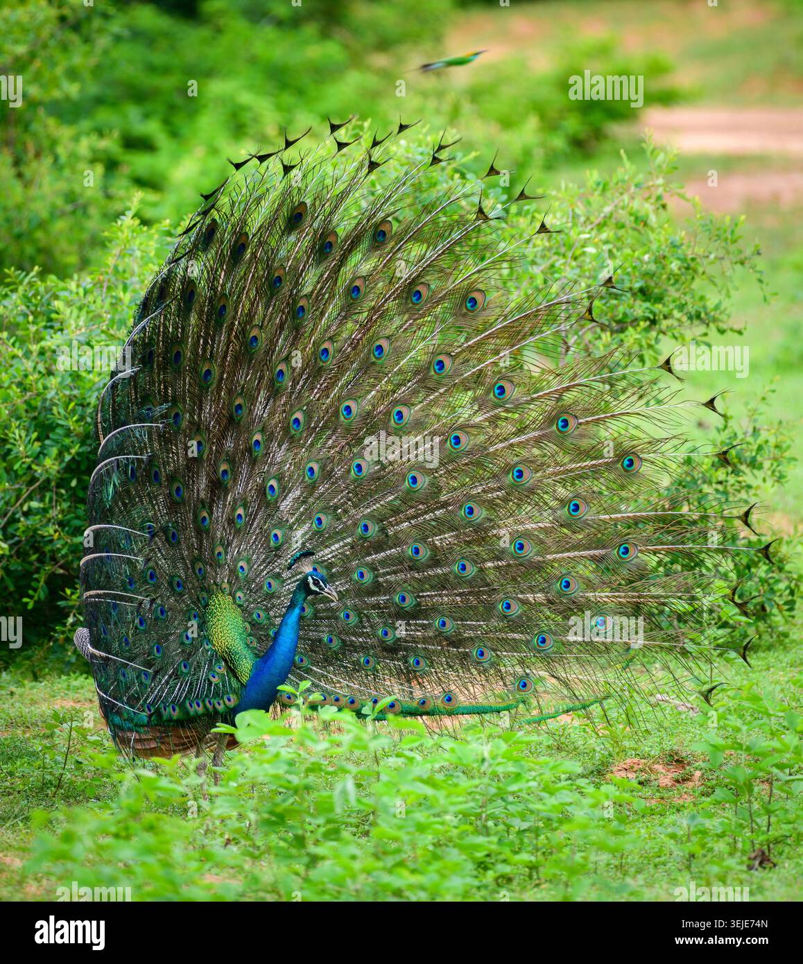 Die Balz mit elegantem männlichem Pfau, schillerndes farbenfrohes Schwanzfedermuster, schöner Tanz von männlichen indischen Pfauzen im Yala-Nationalpark, Sri Lanka. Stockfoto