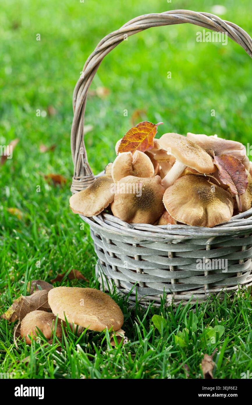 Im Herbst Pilze Stockfoto