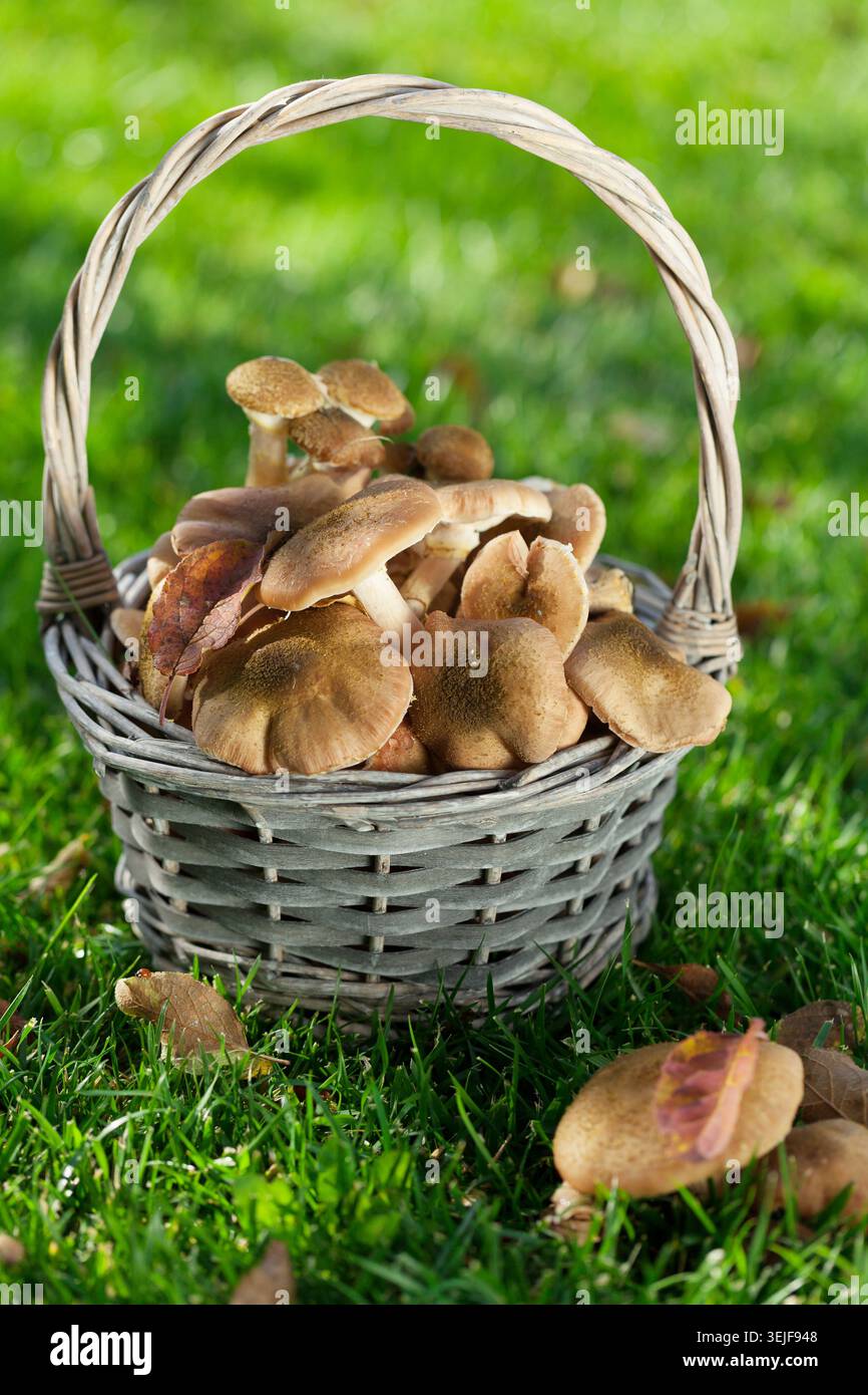 Im Herbst Pilze Stockfoto
